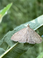 Anania fuscalis