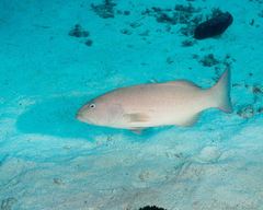 Plectropomus leopardus