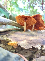 Gymnopilus liquiritiae