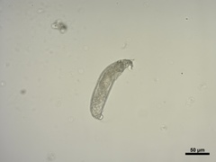Aceria erinea