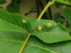 Aceria erinea