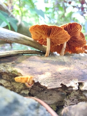 Gymnopilus liquiritiae