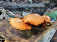 Gymnopilus liquiritiae