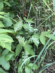 Sibbaldianthe orientalis