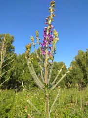 Delphinium retropilosum
