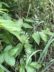 Sibbaldianthe orientalis