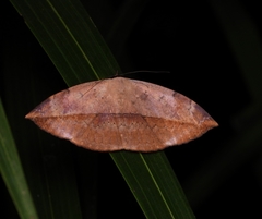 Hypopyra pudens