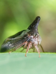 Thelia bimaculata
