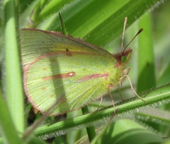 Colias dimera