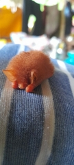 Kerivoula picta
