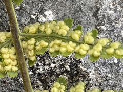 Dryopteris mindshelkensis