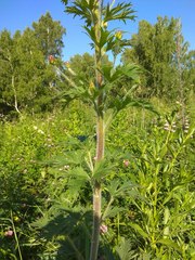 Delphinium retropilosum