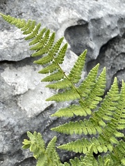 Dryopteris mindshelkensis
