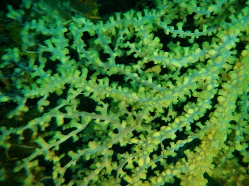Photo of Gold coral (Savalia savaglia)