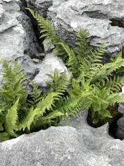 Dryopteris mindshelkensis
