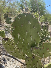 Opuntia sierralagunensis