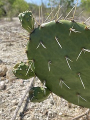 Opuntia sierralagunensis