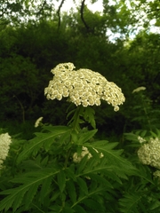 Tanacetum macrophyllum