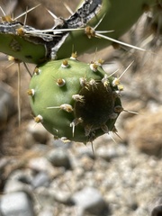 Opuntia sierralagunensis