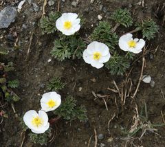 Ranunculus seguieri seguieri