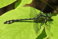 Ophiogomphus anomalus