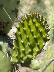 Opuntia sierralagunensis