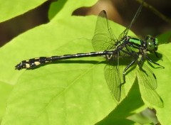 Ophiogomphus anomalus