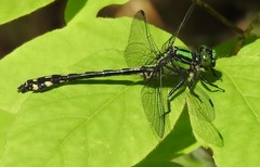 Ophiogomphus anomalus