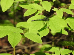 Ophiogomphus anomalus