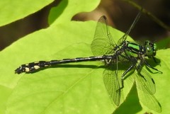 Ophiogomphus anomalus