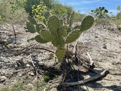 Opuntia sierralagunensis