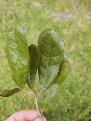 Quercus virginiana