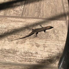 Notomabuya frenata