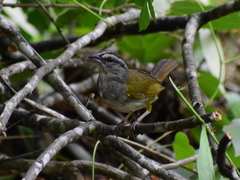 Arremonops chloronotus