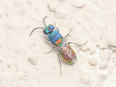 Chrysis scutellaris