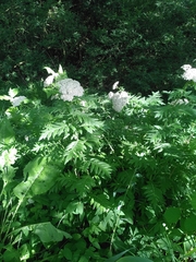 Tanacetum macrophyllum