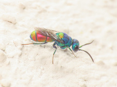 Chrysis scutellaris