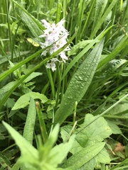 Dactylorhiza fuchsii