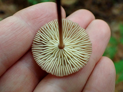 Collybiopsis subnuda