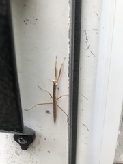 Mantidae