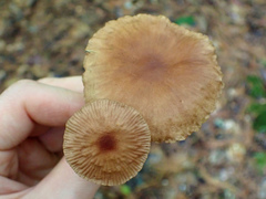 Collybiopsis subnuda