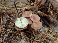 Collybiopsis subnuda