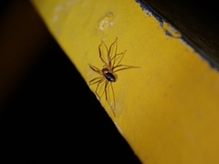 Phrurolithidae