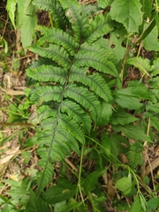 Anisocampium sheareri