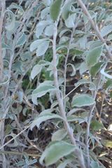 Helichrysum lepidissimum