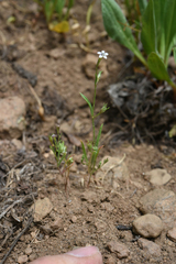 Allophyllum capillare