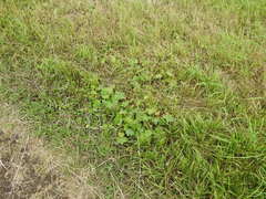 Alchemilla propinqua