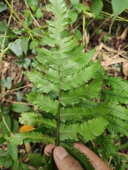 Anisocampium sheareri