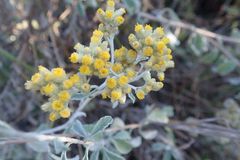 Helichrysum lepidissimum
