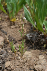 Allophyllum capillare